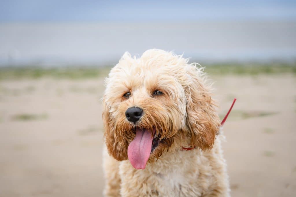 a cavapoo at the beach