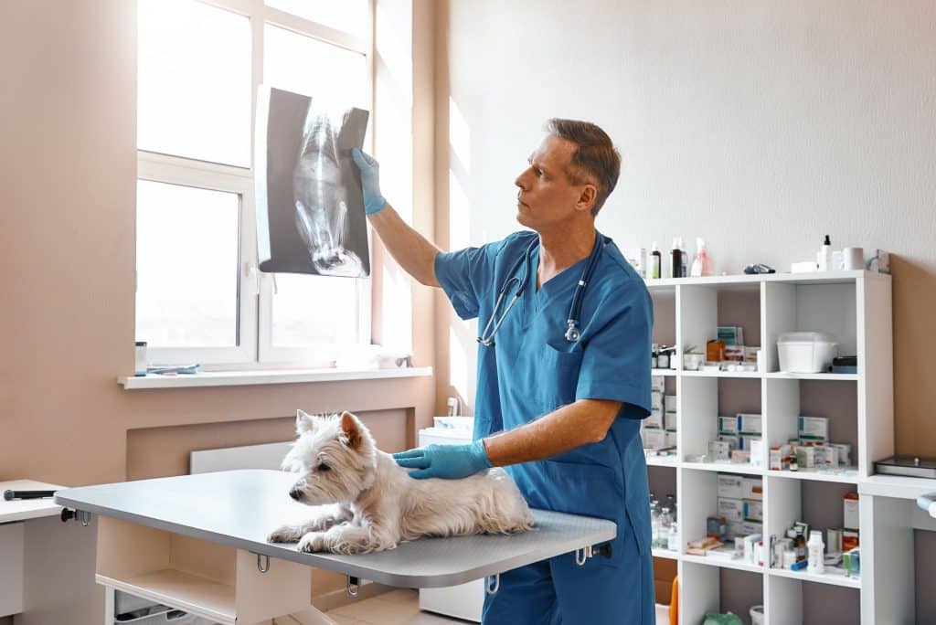 croquettes pour chien avec problèmes hépatiques