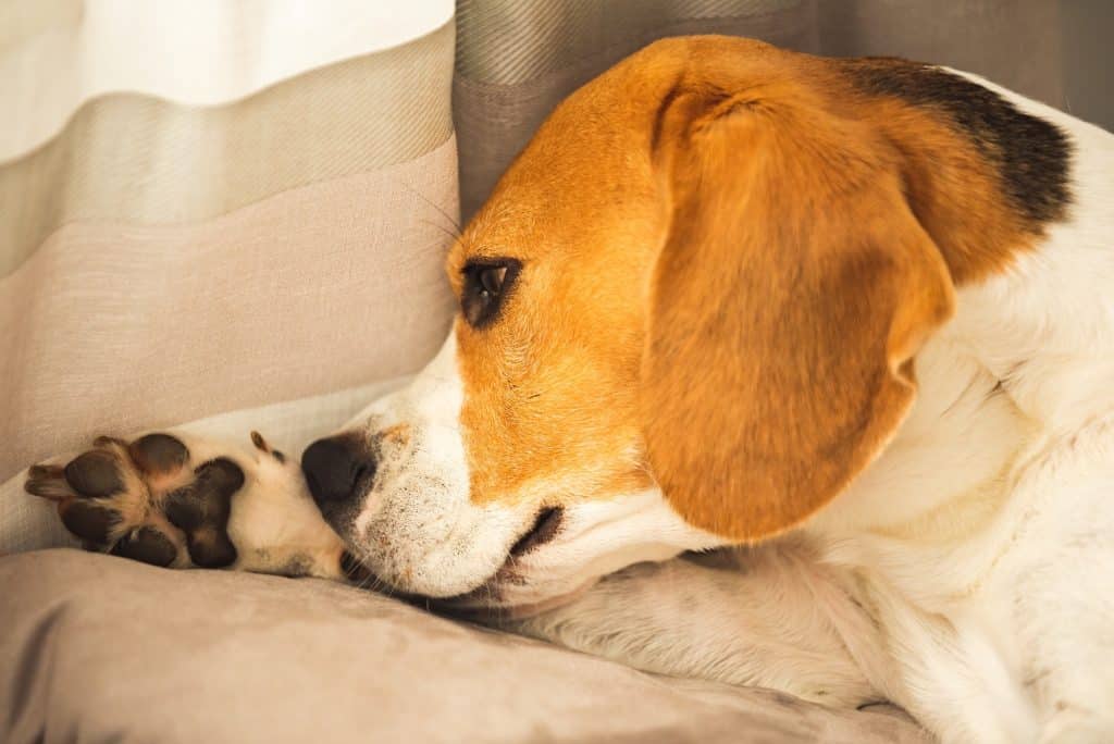 Croquettes pour chien à problèmes de peau