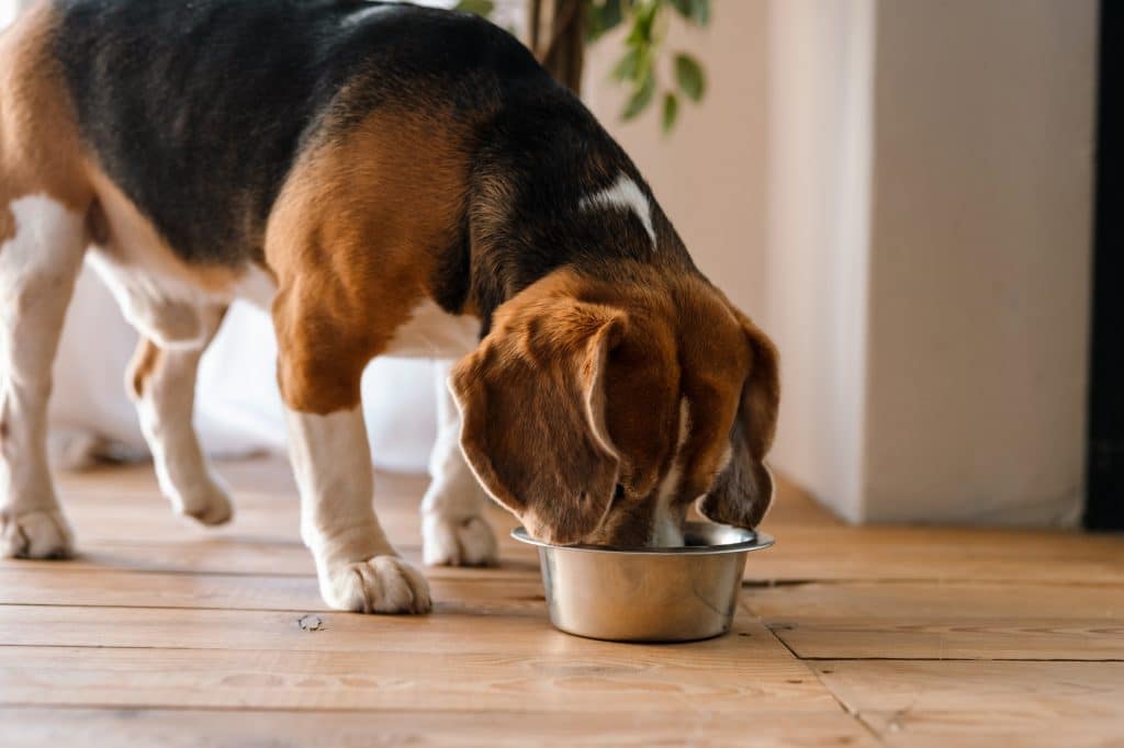 croquettes pour chien diabétique
