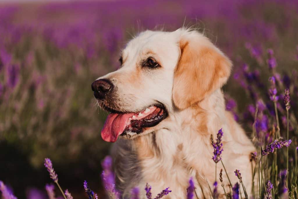croquettes pour golden retriever