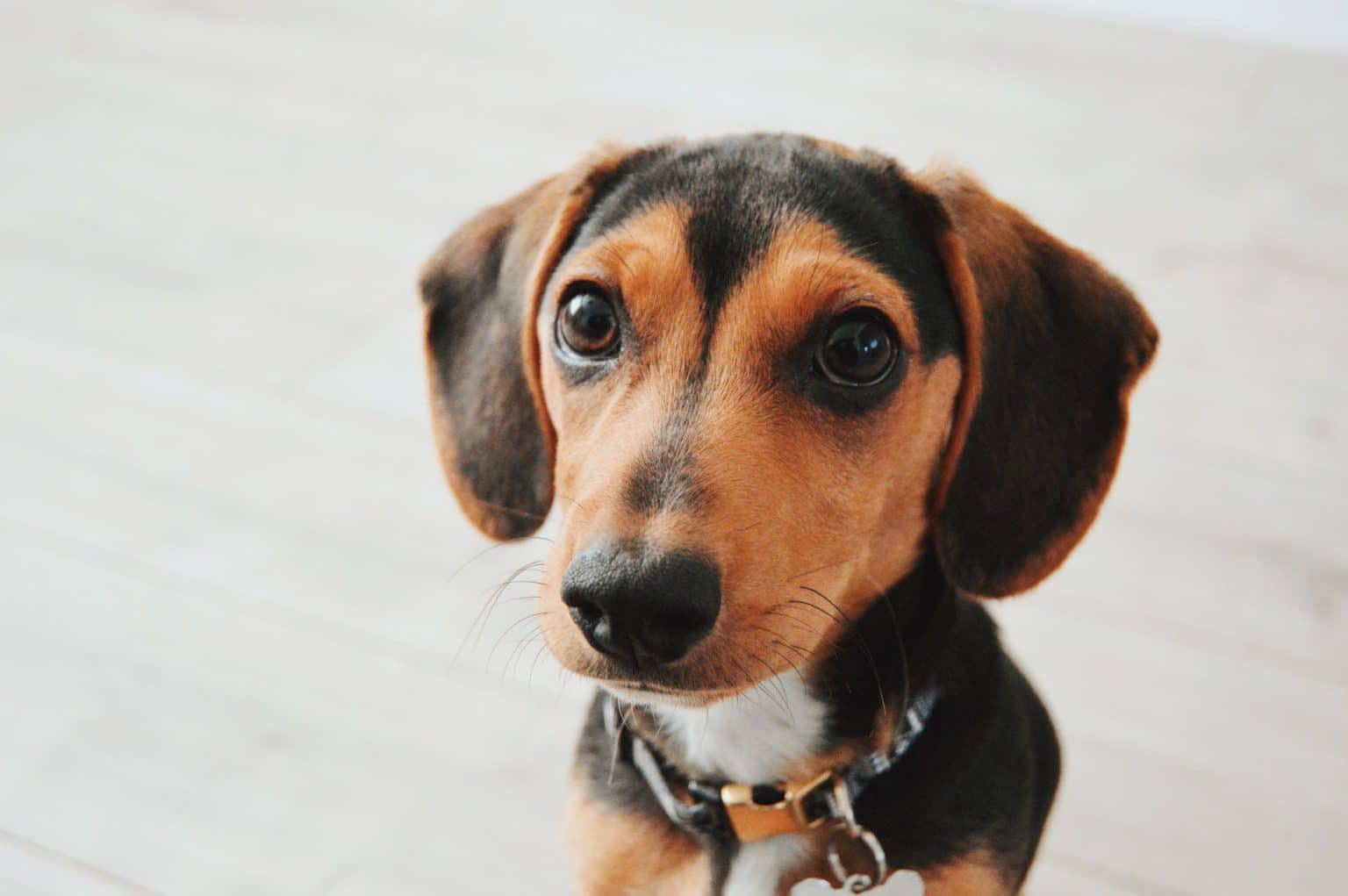 La meilleure pâtée pour les chiots