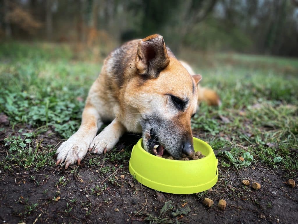 croquettes pour chien en surpoids