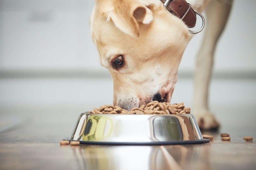 croquettes pour chien avec allergies et intolérances alimentaires
