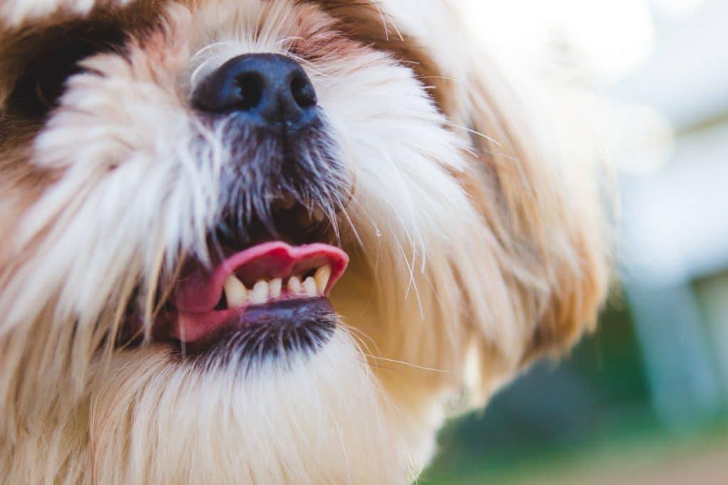 croquettes anti-tartre pour chien