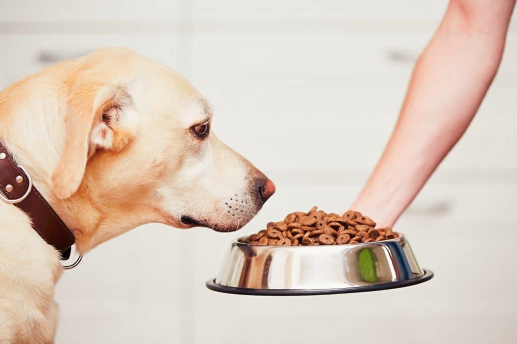 croquettes pour chien avec troubles digestifs