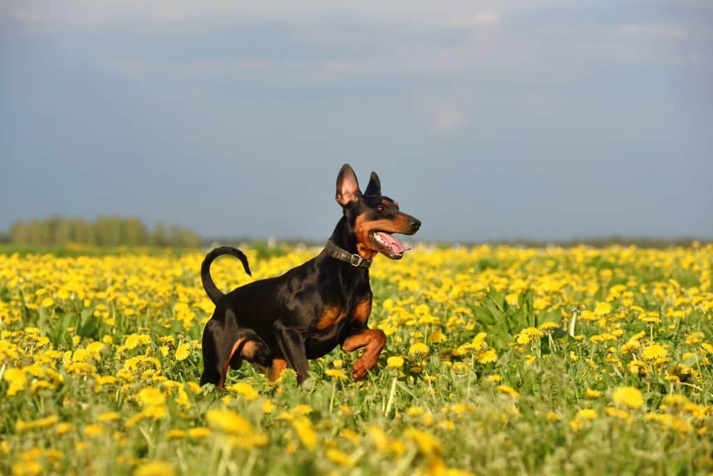 Doberman