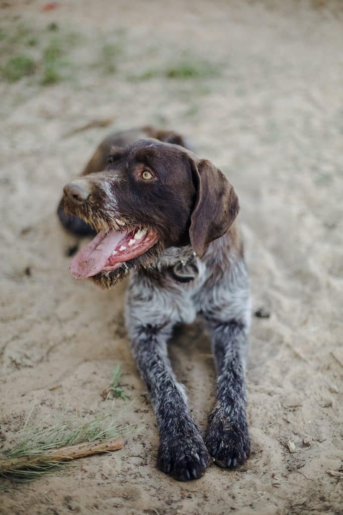 German Wirehaired Pointer Dog. Drathaar