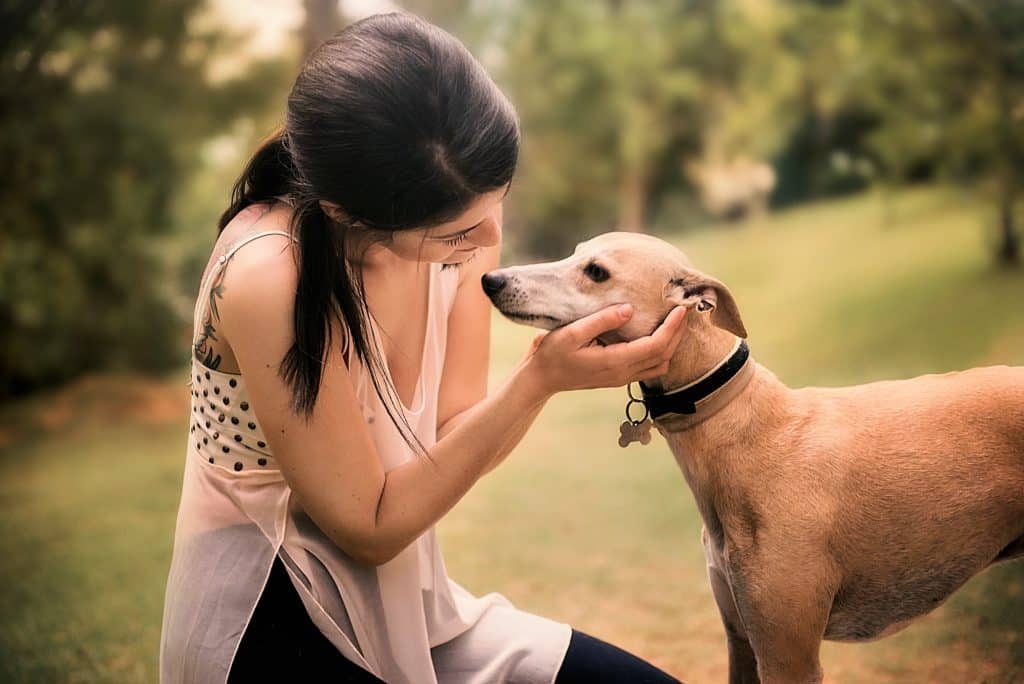 croquettes pour Lévrier Greyhound