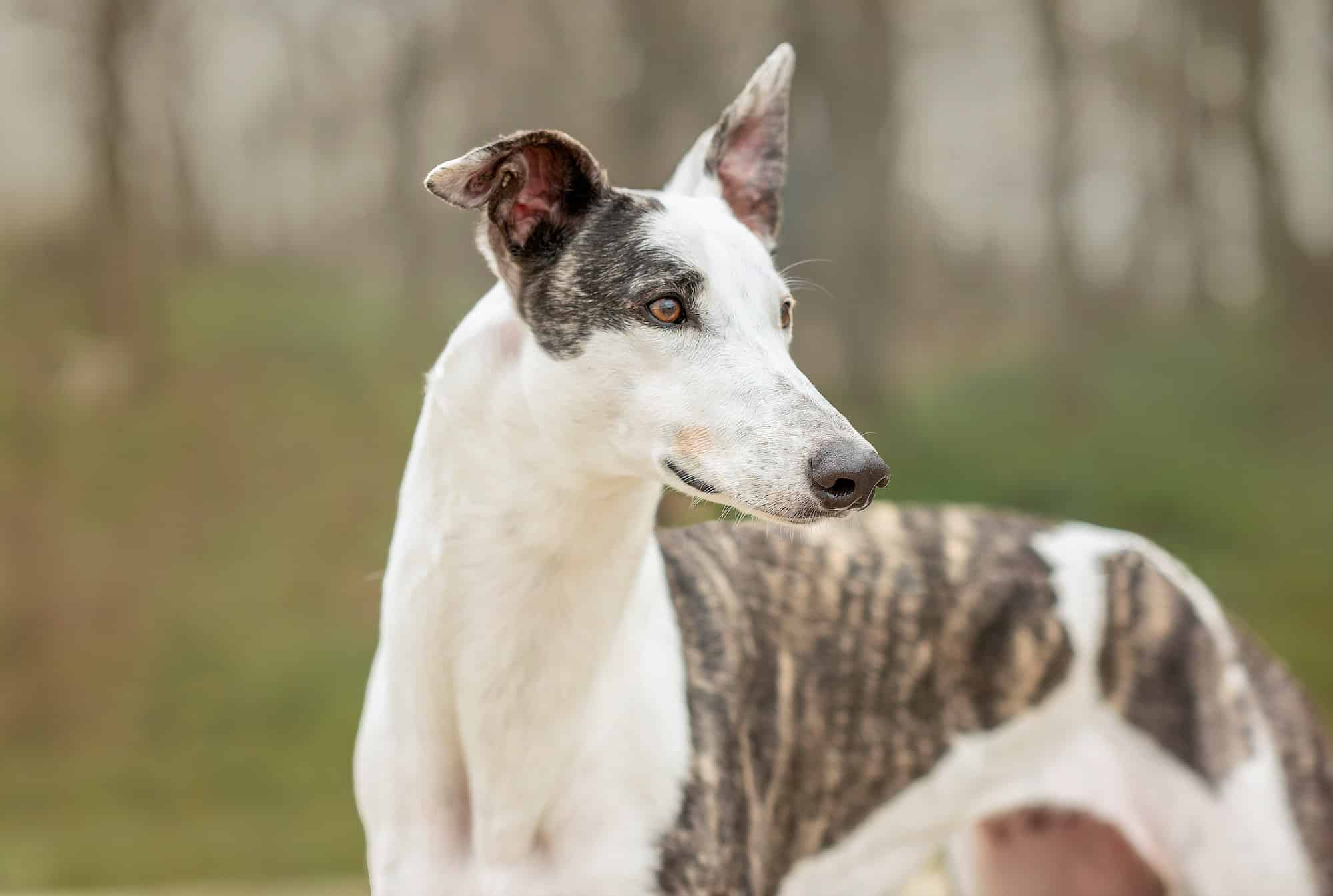Les meilleures croquettes pour Lévrier greyhound en [year] – Canicroc