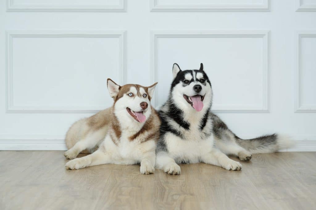 croquettes pour husky
