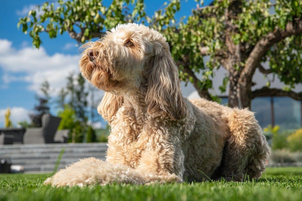 croquettes pour goldendoodle