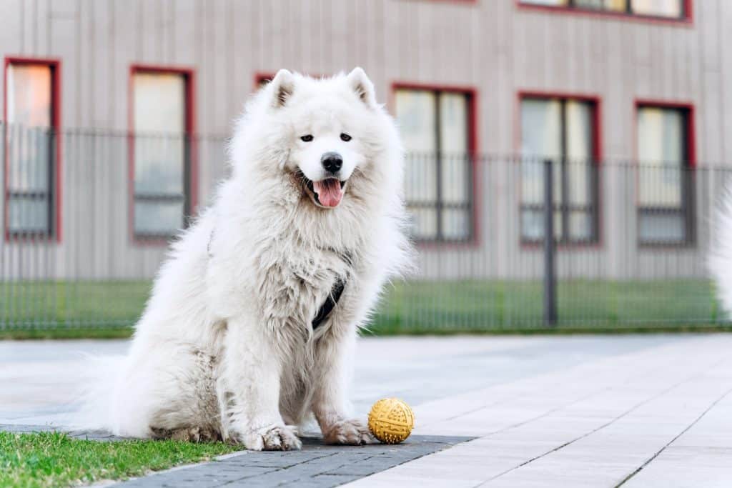 La meilleure alimentation pour chiot de grande race