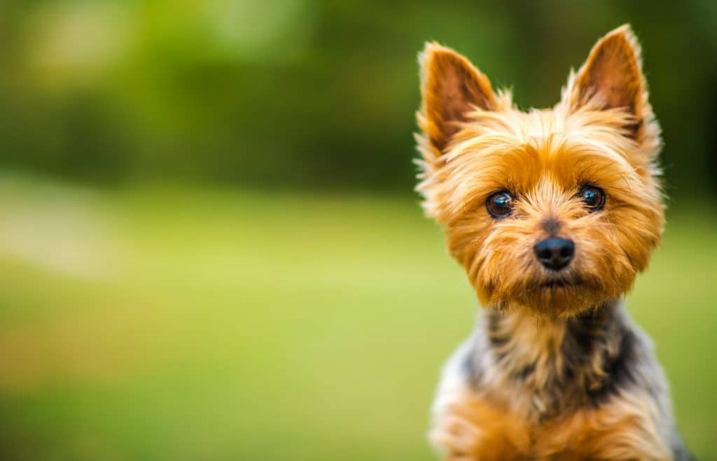 La meilleure alimentation pour les chiots de petite race