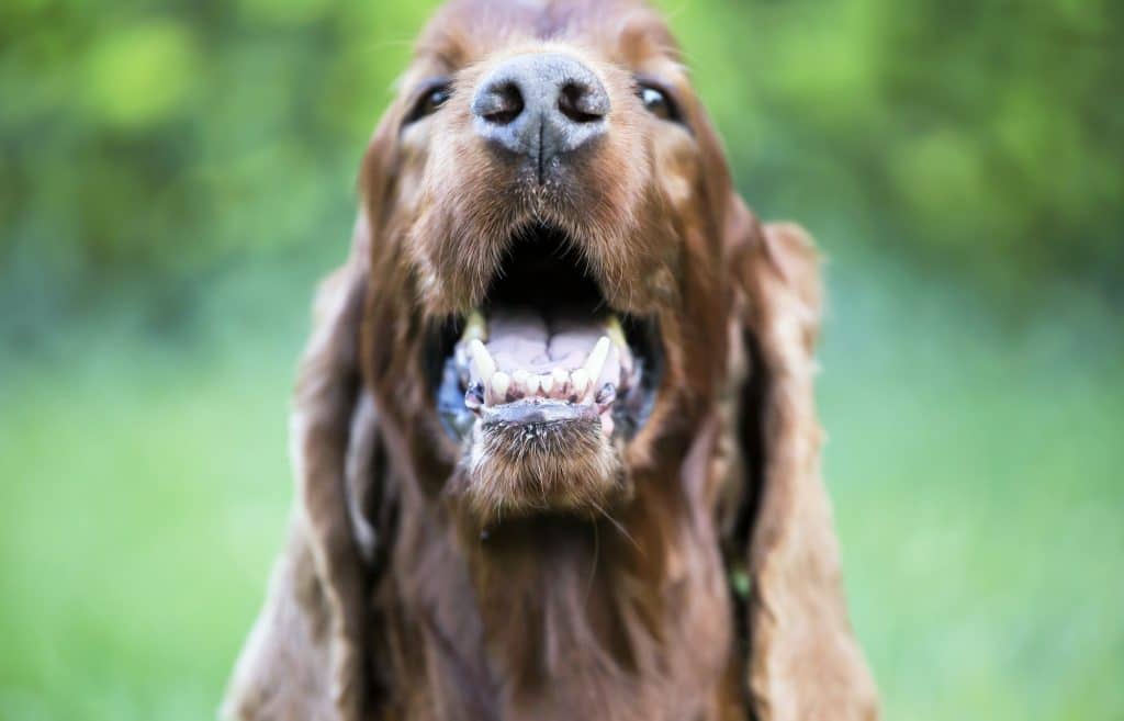 croquettes pour chien cardiaque