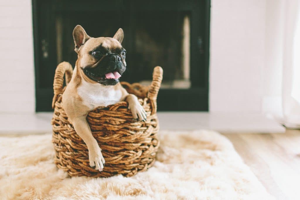 A happy French bulldog sitting in a wicker basket at home.
