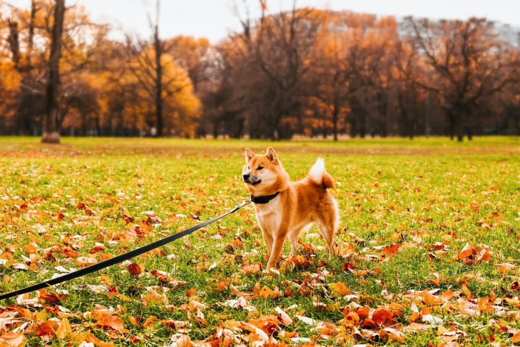 Les 4 meilleures marques de croquettes pour Akita Inu