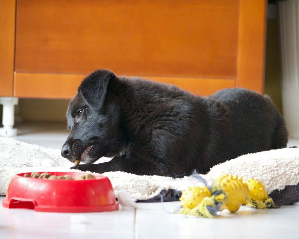 Les 4 meilleures croquettes ou pâtées pour les chiots