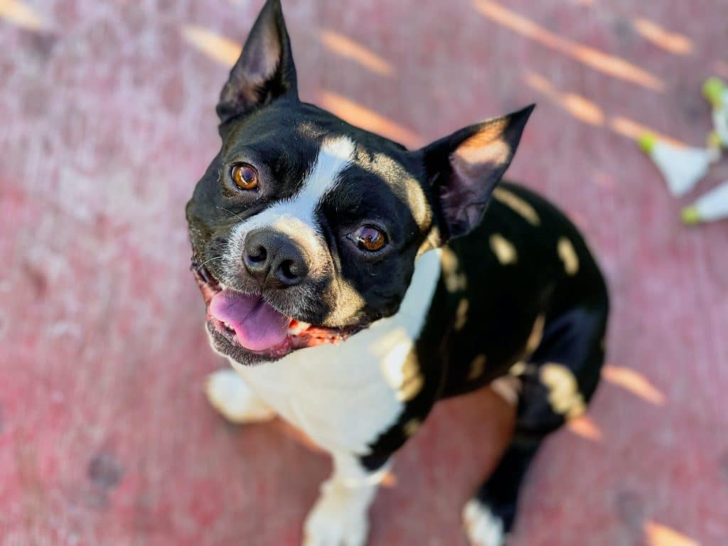 Les meilleures croquettes pour Boston Terrier en 2022