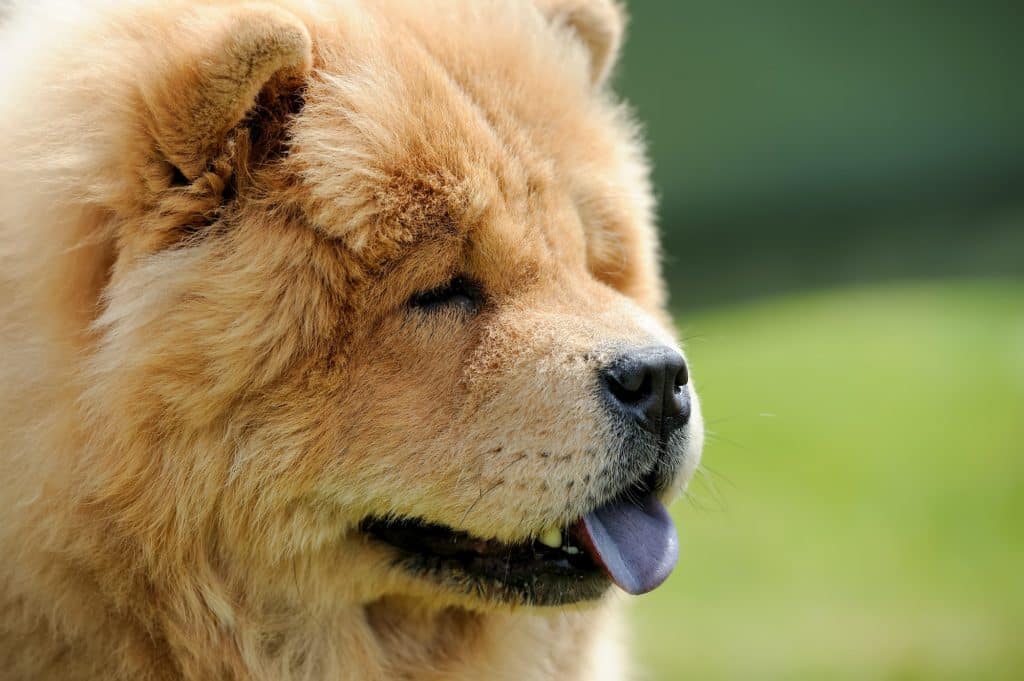 Chow Chow portrait