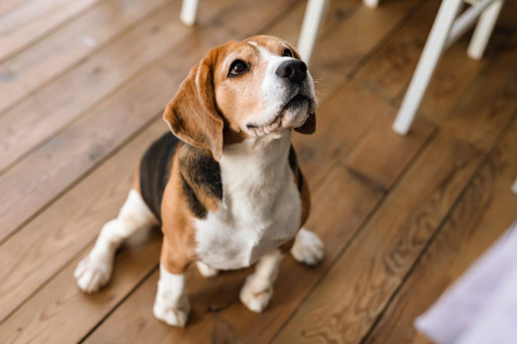 Les meilleures croquettes pour Beagle
