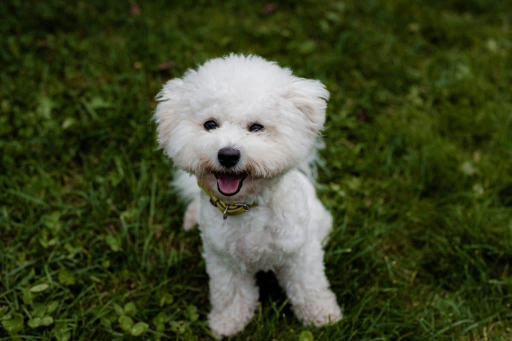 Les meilleures croquettes pour Bichon Frisé