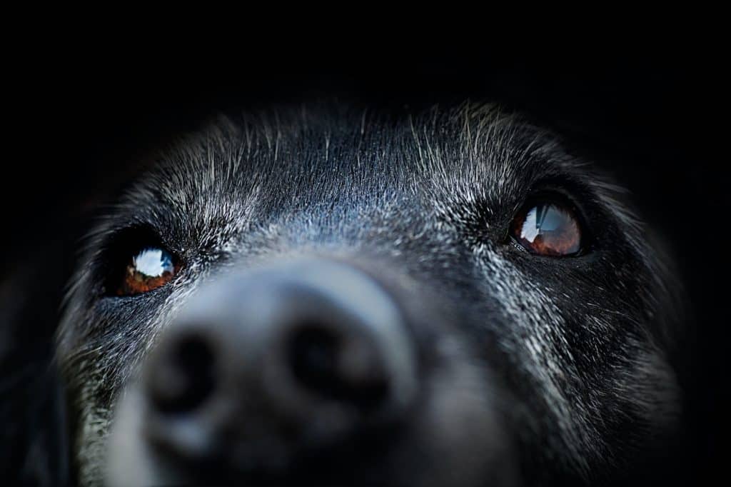 La meilleure nourriture pour les vieux chiens