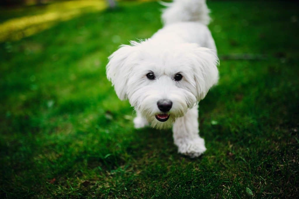 croquettes pour bichon maltais