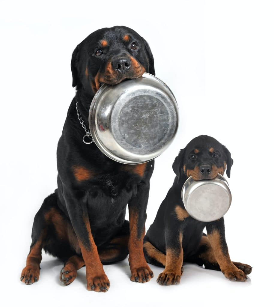 croquettes pour rottweiler
