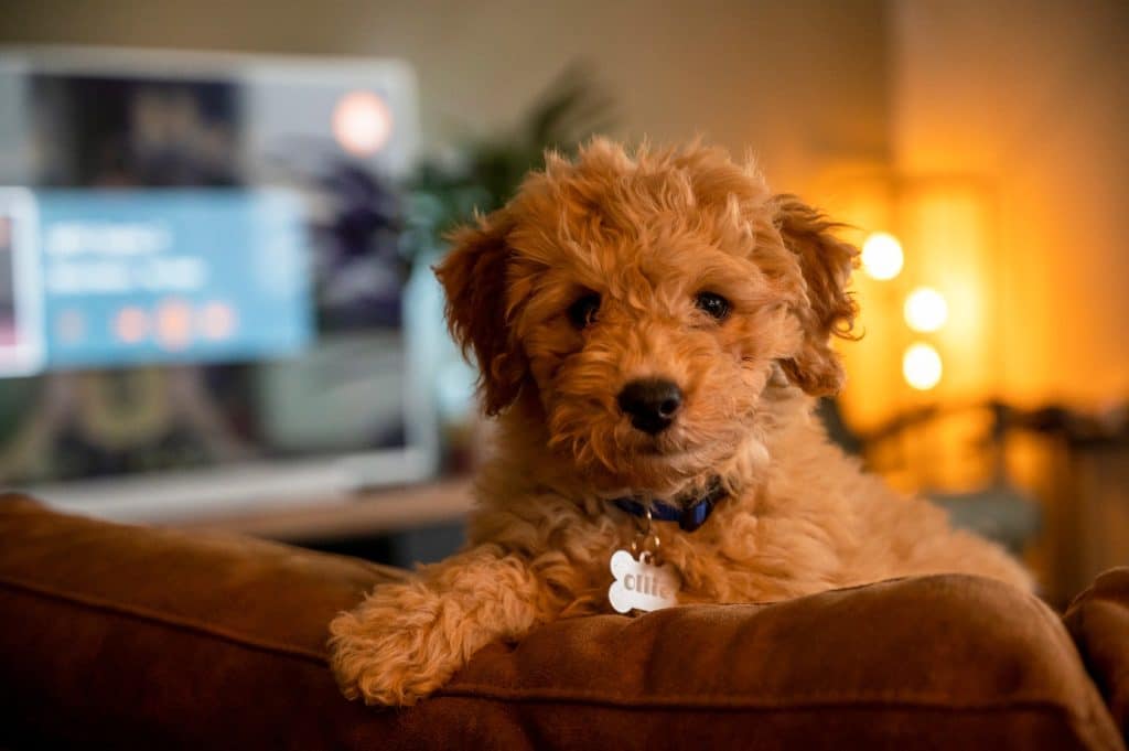 meilleures croquettes pour labradoodle