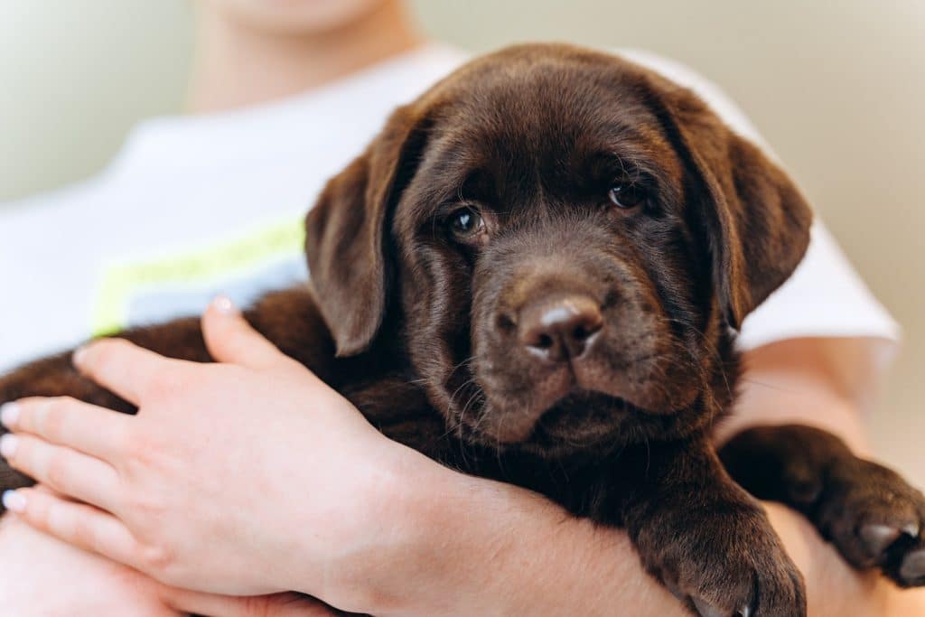 croquettes pour labrador
