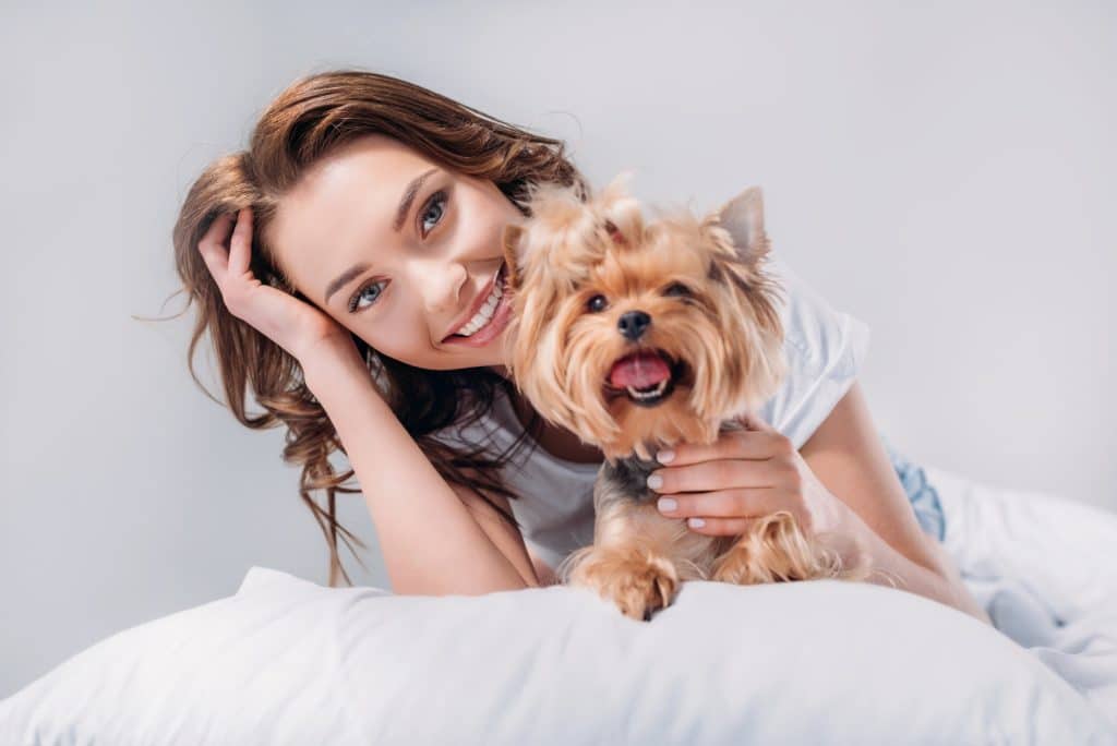 croquettes pour yorkshire terrier
