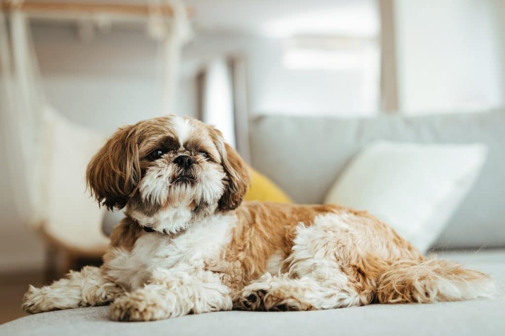 Meilleures croquettes pour shih tzu