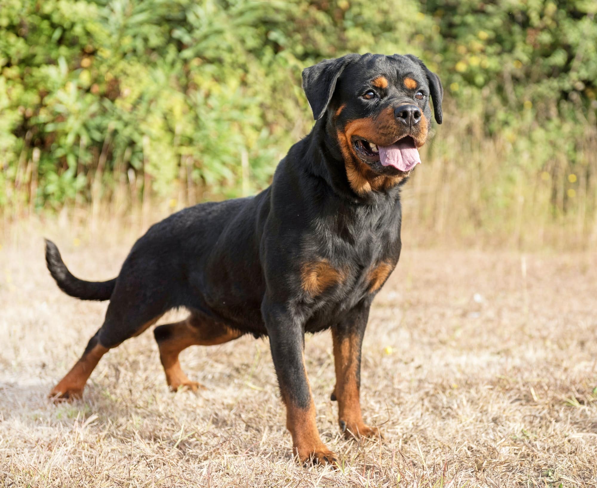 Les meilleures croquettes pour Rottweilers en [year] – Canicroc